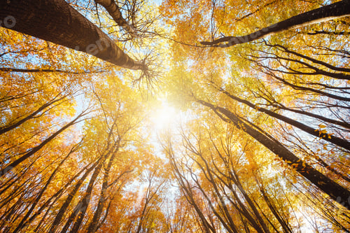 Preview: Treetops in full autumn color