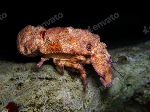 Preview: mediterranean slipper lobster