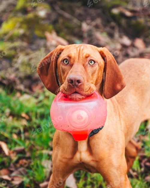 Preview: Vertical shot of a Vizsla dog holding a toy in a field covered in dried leaves