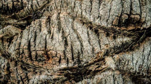 Preview: Body of oil palm tree, natural wooden textured. A surface of cut palm background