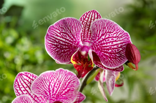 Preview: Beautiful tropical orchid flowers on blurred background, closeup