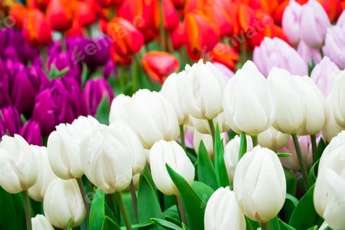 Preview: Beautiful bouquets of colorful tulips in flower shop. Spring fresh flowers.