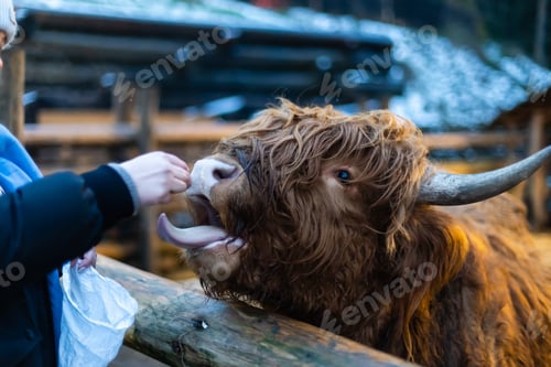 Preview: Little girl feeding cow on the farm. Close up. Copy space.