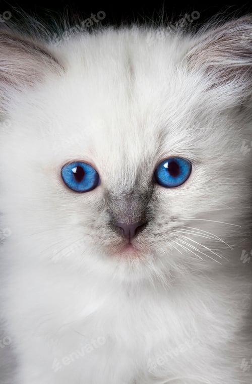 Preview: cat, kitten, pet, isolate