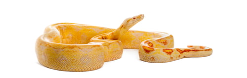 Preview: Albino boa constrictor coiled up on white background