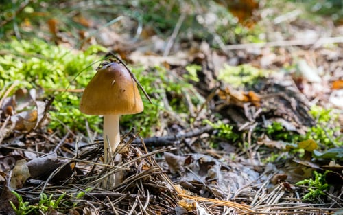 Preview: A small single mushroom on a forest floor