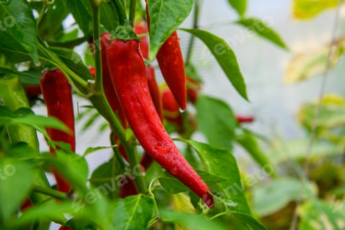Preview: Red hot chili peppers growing in a garden