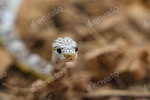 Preview: Curious Snake Head in Natural Habitat