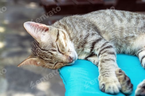 Vista previa: Adorable gato esponjoso que duerme cómodamente sobre una suave almohada azul, soñando en paz.
