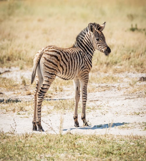 Preview: A Magical Botswana Wildlife place in World