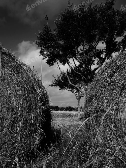 Preview: Grayscale shot of haystacks in the field