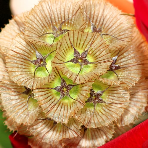 Preview: Scabiosa Flower - Close Up Photograph Of A Scabiosa Flower, Also Known As A Starflower Pincushion