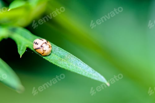 Preview: Close-up small insect sleeping on a green leaf