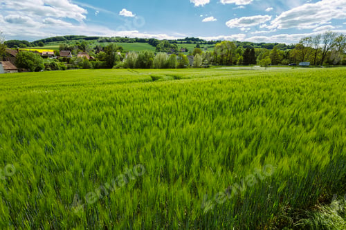 Preview: A large field with green spikelets. A field where rye and wheat ripen.