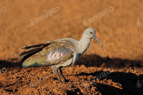 Preview: Hadeda ibis standing in natural habitat
