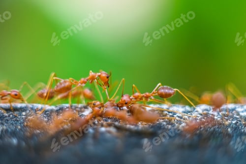 Preview: Red imported fire ant,Action of fire ant