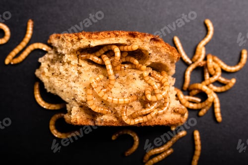 Preview: Meat worms on old bread, eating it and moving, Tenebrio molitor