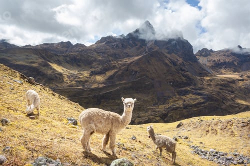 Preview: Alpaca