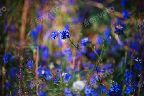 Preview: Cornflowers in the field blue blooms. background with blue flowers