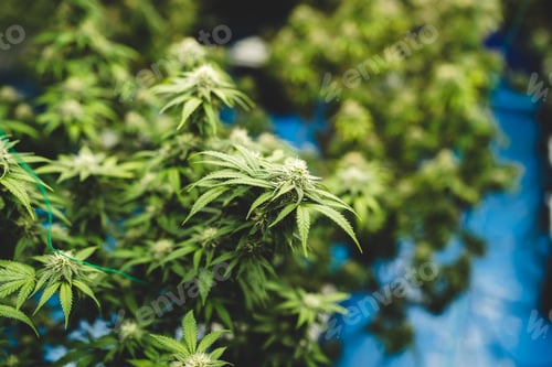 Preview: marijuana or ganja plant leaf growth in farm, agriculture crop background of ganja cannabis