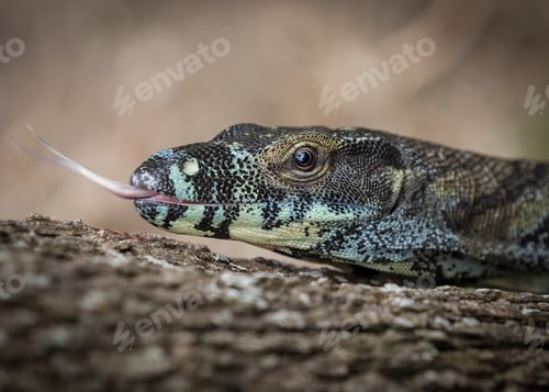 Preview: Lace monitor close