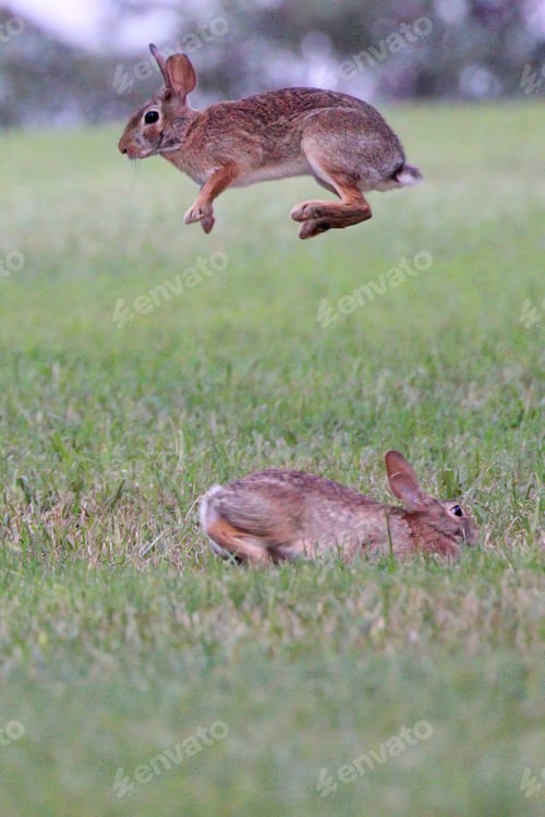 Preview: Closeup shot of rabbits jumping on the grass under the sunlight
