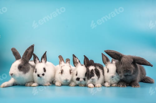 Preview: bunny Easter fluffy baby rabbit or new born rabbit. baby cute rabbit or new born adorable bunny.