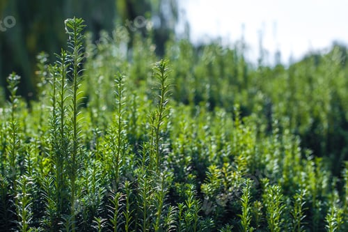 Preview: Close up view of green bush branches