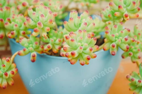 Preview: Beautiful sedum pachypyllum known as clown nose in beautiful stressed colors