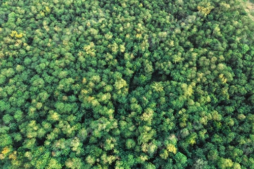 Preview: Aerial view captures a lush, green forest with a dense canopy of trees stretching across landscape.