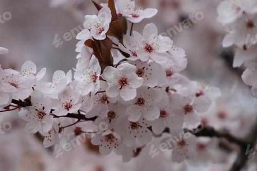 Preview: Cherry blossoms
