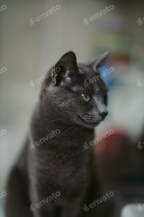 Preview: Vertical shot of a black fluffy cat staring on a blurred background