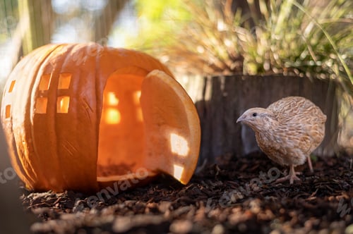Preview: Quail with a Pumpkin