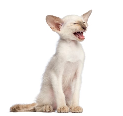 Preview: Oriental Shorthair kitten, 9 weeks old, sitting, looking away and meowing against white background
