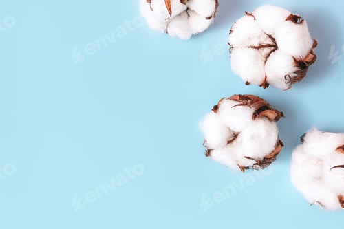 Preview: Flowers composition. Cotton flowers on blue background. Flat lay, top view