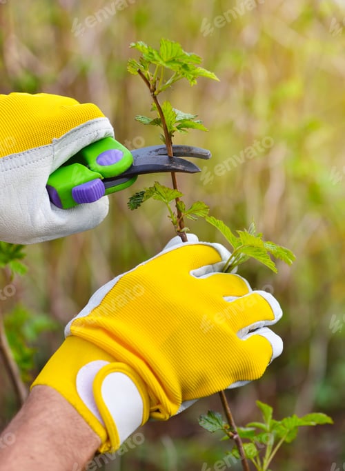 Preview: Spring pruning the bush. Hands of gardener in gloves with secateur