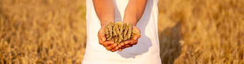 Preview: A man holds golden ears of wheat against the background of a ripening field.