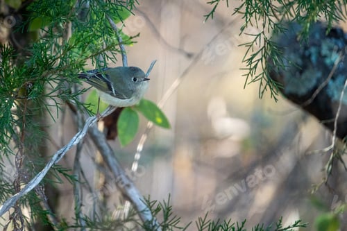 Preview: a small bird sitting in a tree next to a branch