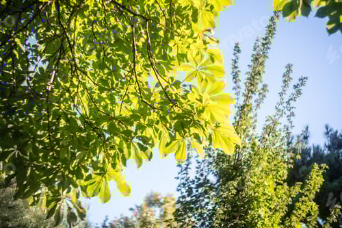 Preview: Autumnal green and yellow leaves