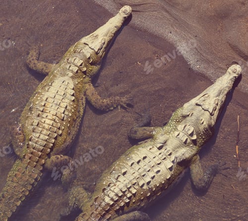 Preview: Crocodile