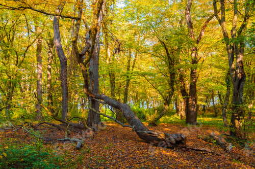 Preview: Beautiful autumn forest in the sunny day