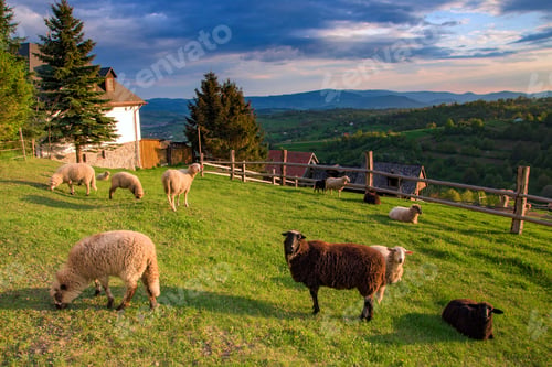 Preview: Beautiful view of sheep in a field of Hrinovske Lazy nature in Slovakia