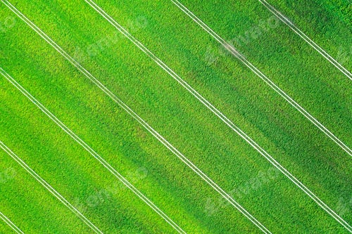 Preview: Aerial photo flying over green grain wheat field