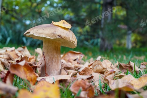 Preview: Mushrooms in forest