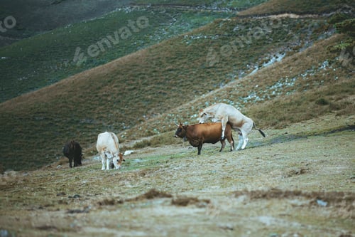 Preview: Cattle mounting in alpine pasture