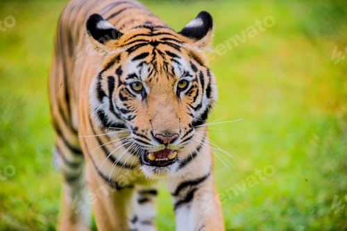 Preview: TIGER