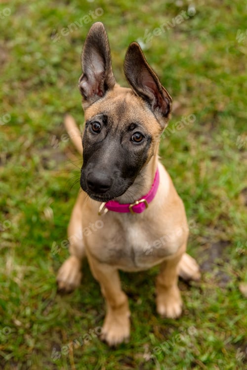 Preview: Young Belgian Malinois with Pink Collar Sitting Attentively on Grass