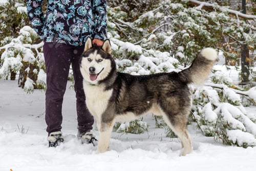 Preview: Siberian husky dog in winter forest on a walk. Pet and owner friendship concept