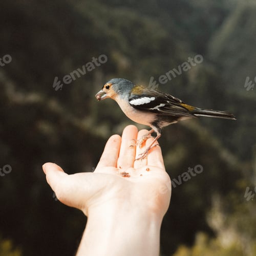 Preview: Tiny wild bird eating seeds out of a man's hand