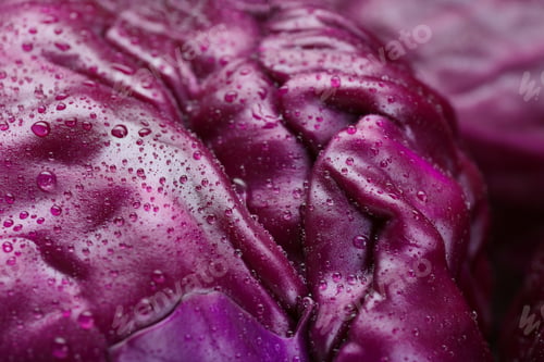 Preview: Fresh ripe red cabbages with water drops as background, closeup